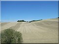 Farmland on the southern slopes of Crouch