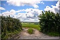 Alwington : Grassy Field