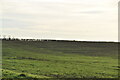 Cambridgeshire farmland