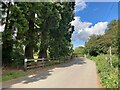 Stand of Mature Trees near Park Hall