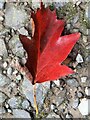 TQ7818 : Wild service tree leaf in autumn colour, Churchland Lane, Sedlescombe by Patrick Roper