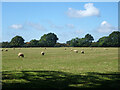 TL0314 : Grazing sheep by Robin Webster