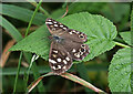 NT6342 : A speckled wood butterfly at Gordon Moss Nature Reserve by Walter Baxter