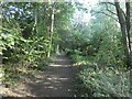 Woodland path by the River Penk