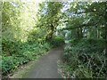 Bluebell Walk