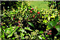 Hawthorn and blackberries, Letfern