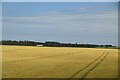 Large arable field