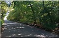 Road through Baillie Moss Wood