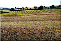 Stubble field, Milltown