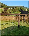 Farm animal silhouette in rural Monmouthshire