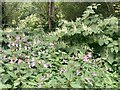 Japanese knotweed and Himalayan balsam