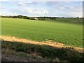 From a Leeds-York train, countryside near Sherburn-in-Elmet