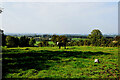 Cow in a field, Altdrumman