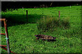 Cast iron pot,  Altdrumman, near Loughmacrory