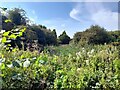 An overgrown reedy pond in Foxley Wood