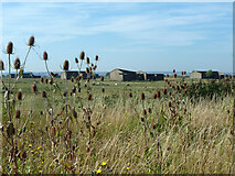 TQ7279 : Teasels and cordite, Cliffe Marshes by Robin Webster
