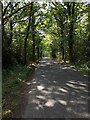 Road Through Simplebirch Wood