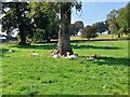 Goats and Sheep at Mosley Farm