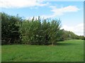 NT2469 : Willow bower, Braidburn Valley Park by M J Richardson