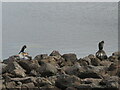 NT1865 : Cormorants at Harlaw Reservoir by M J Richardson
