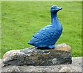 Welsh Harlequin Duck