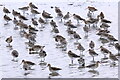 Black-tailed Godwits (Limosa limosa), Inner Crossens Marsh, Marshside