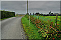 Montbretia plants along Gap Road