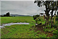 A wet field, Mullaghslin Glebe