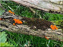 H5572 : Orange gorse fungus, Mullaghslin Glebe by Kenneth  Allen