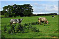 Cattle, Mullaghslin Glebe