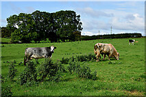 H5572 : Cattle, Mullaghslin Glebe by Kenneth  Allen