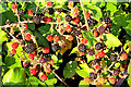 Brambles in late summer sunshine