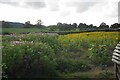 Cosmos and sunflowers at Eastwood House Farm