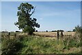 Field Gates, Glympton Heath