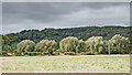 Farmland and woodland near Branston in Staffordshire