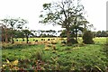 Cattle grazing at Lochwood