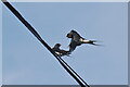 Altercation between swallows