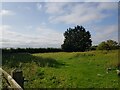 Paddock near The Woodlands, Witchford