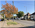 Perne Road in mid September