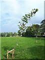 Leaning plane tree in Stanningley Park