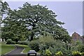 NZ2914 : Quercus cerris by Bob Harvey