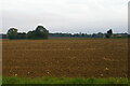 Field south of the lane, Nedging Tye