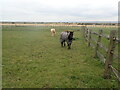 Horses at Forge Cottage