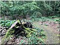 Tree stump beside a woodland path