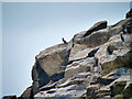 SV9413 : Shags on the Cliff at Arthur Head by David Dixon