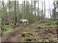 NZ0886 : Working Horse used to Move Fallen Trees by Les Hull