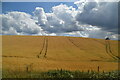 Tramlines in wheat