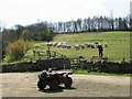 Shepherd Rounding Up His Sheep