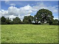 Field north of Hassall Road