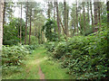 Path, Alice Holt Forest